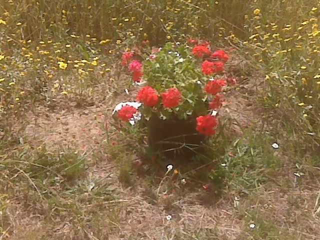 Pensamiento simiente 25 noviembre 2010: flechas