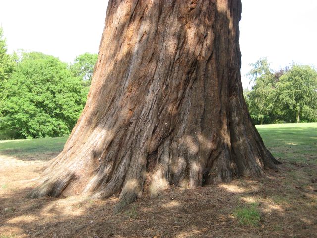 Pensamiento simiente 13 julio 2011: nuestra semilla divina