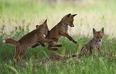 El mundo sería muy triste sin ellos (Ramiro Calle)