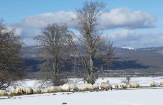 Primeras nieves (Koldo Aldai)