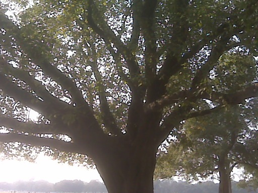 Pensamiento simiente 3 febrero 2012: la plegaria