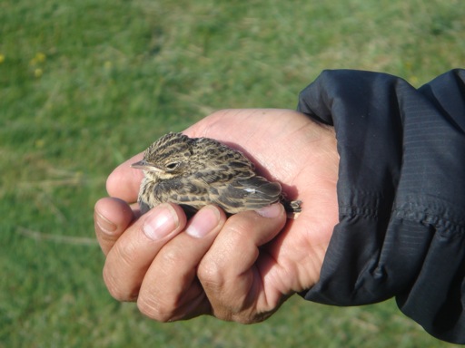 Pensamiento simiente 28 marzo 2013: otra moneda de cambio