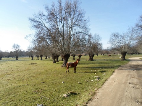Pensamiento simiente 9 enero 2013: el Cielo susurra