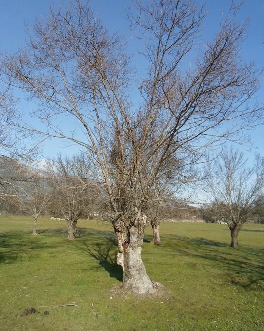 Pensamiento simiente 8 enero 2013: resplandecer