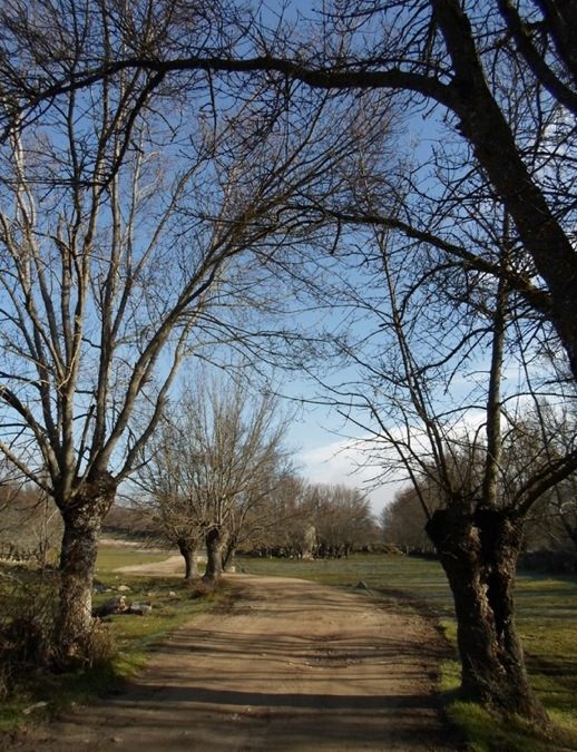 Pensamiento simiente 10 enero 2013: es tiempo de empezar a caminar