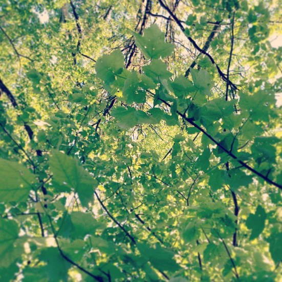 Pensamiento simiente 26 abril 2013: todas nuestras células cantarán