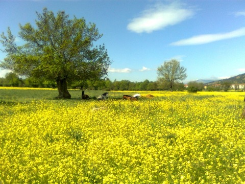 Pensamiento simiente 23 abril 2013: maravillarse siempre