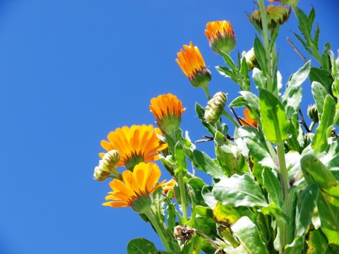 Pensamiento simiente 22 abril 2013: brilla a través nuestro