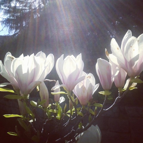 Pensamiento simiente 12 abril 2013: la armonía