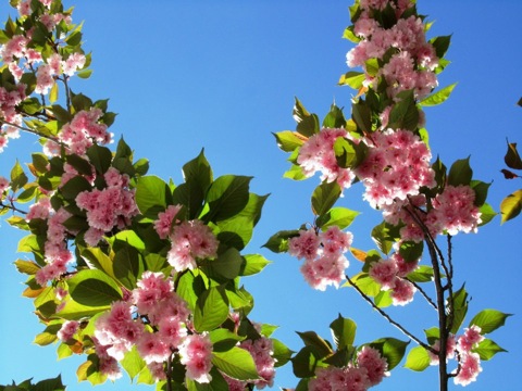 Pensamiento simiente 17 mayo 2013: la iniciación, el karma