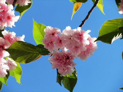 Pensamiento simiente 6 mayo 2013: el equipaje