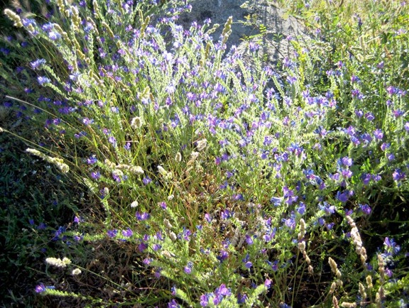 Pensamiento simiente 12  julio 2013: una vibración de una extrema sutileza…