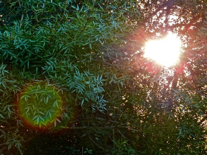 Pensamiento simiente 24 septiembre 2013: purificad el sendero…