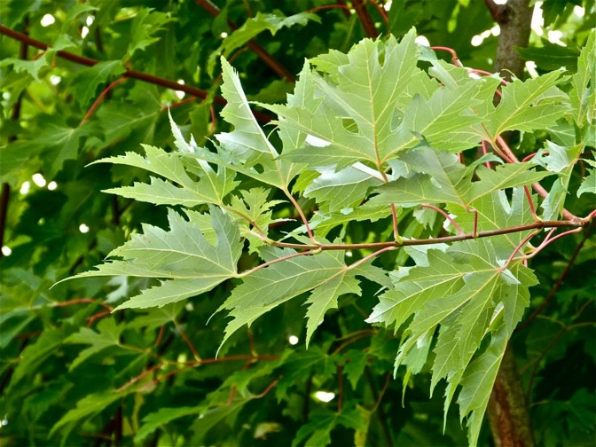 Pensamiento simiente 17 octubre 2013: la semilla