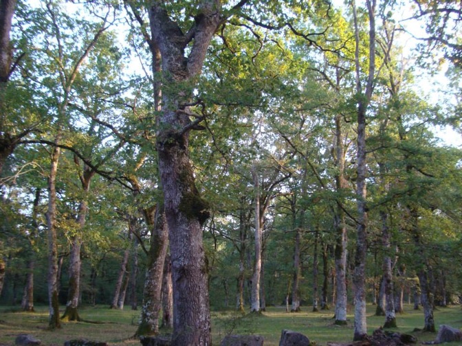 Pensamiento simiente 25 octubre 2013: ser inocentes