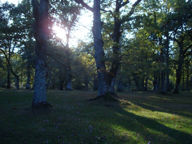 Pensamiento simiente 24 octubre 2013: admitir mis errores