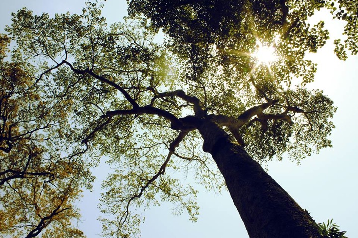 Pensamiento simiente 16 octubre 2013: llenarse de una nueva vida