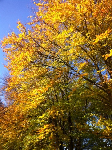 Pensamiento simiente 5 diciembre 2013: si lo que dais es luminoso…