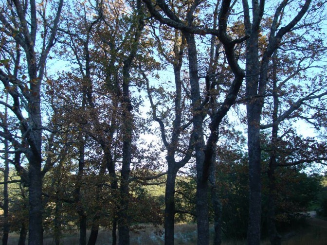 Pensamiento simiente 9 enero 2014: subir a la Patria celestial