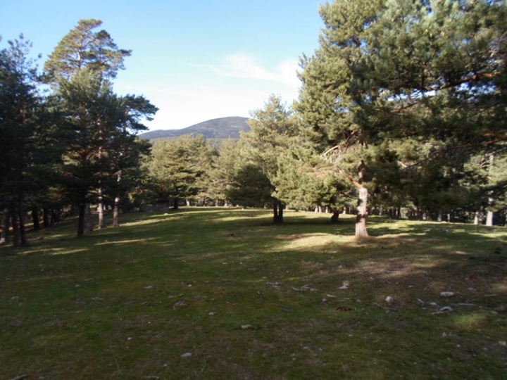 Pensamiento simiente 15 enero 2014: un pensamiento sagrado hacia todos los seres