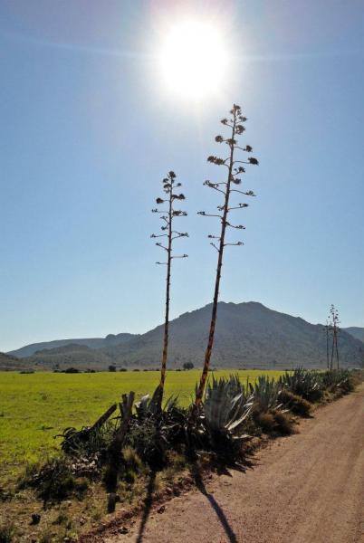 Pensamiento simiente 16 enero 2014: semillas de luz