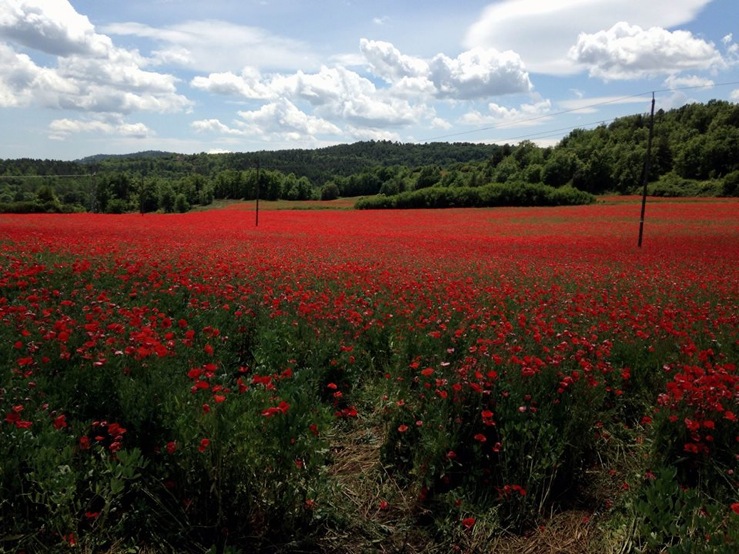 Pensamiento simiente 30 mayo 2014: el principio divino