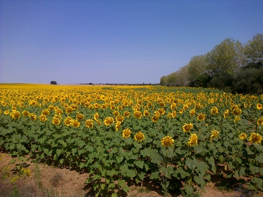 Pensamiento simiente 9 septiembre 2014: la carta de amor