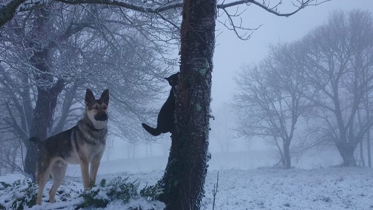 Pensamiento simiente 27 enero 2015: una criatura de luz