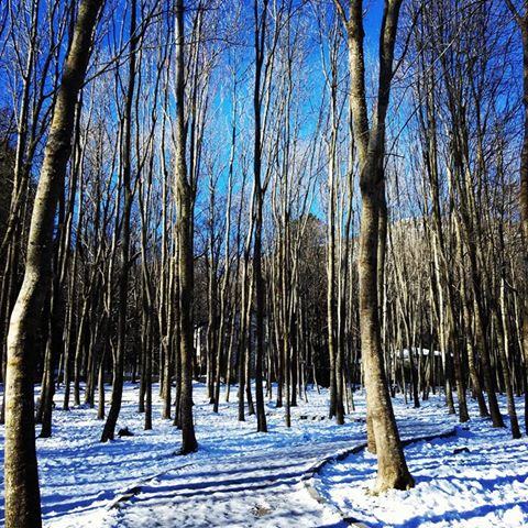 Pensamiento simiente 26 enero 2015: buscando la paz