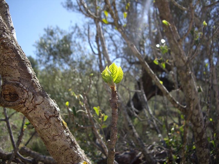 Pensamiento simiente 7 abril 2015: oh, Arjuna…