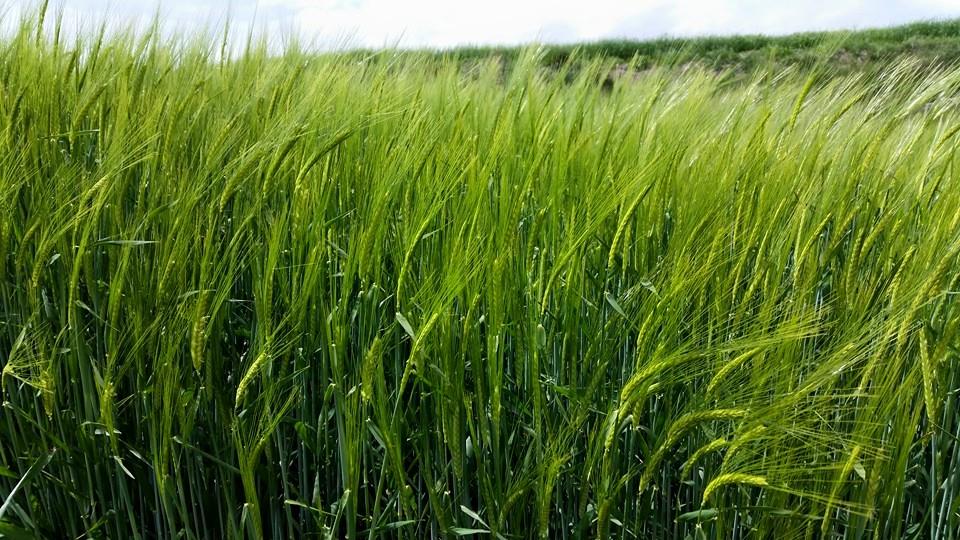 Pensamiento simiente 7 mayo 2015: aprender el agradecimiento