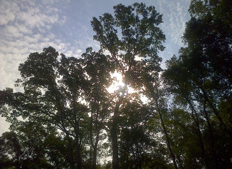 Pensamiento simiente 12 mayo 2015: proyectar luz a todas las criaturas del mundo