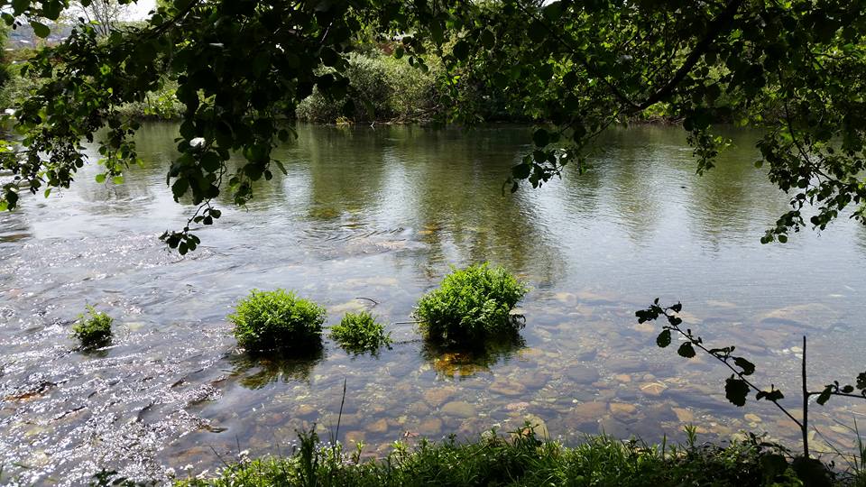 Pensamiento simiente 19 mayo 2015: evolución, involución