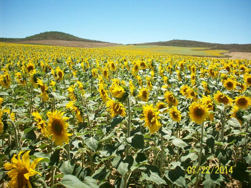 Pensamiento simiente 29 mayo 2015: sobre la unidad