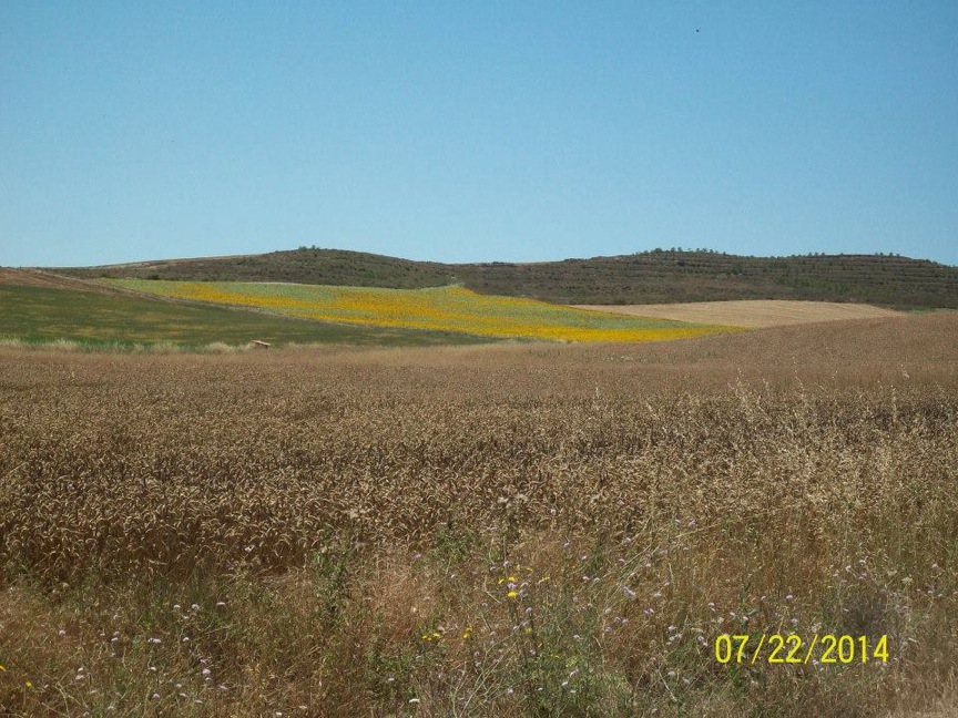 Pensamiento simiente 26 mayo 2015: el ideal elevado