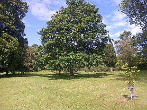Pensamientos de junio: mi querido amigo el árbol