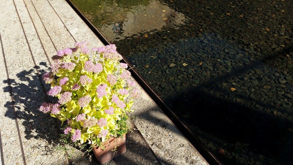 Pensamiento simiente 29 septiembre 2015: cuando produzcan frutos, no sólo vosotros estaréis en la abundancia, sino que podréis alimentar también a muchas otras criaturas…