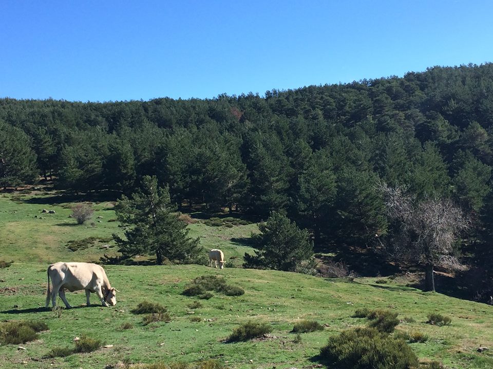 Pensamiento simiente 10 noviembre  2015: cuando hayáis logrado que fluya la fuente en vuestro corazón…