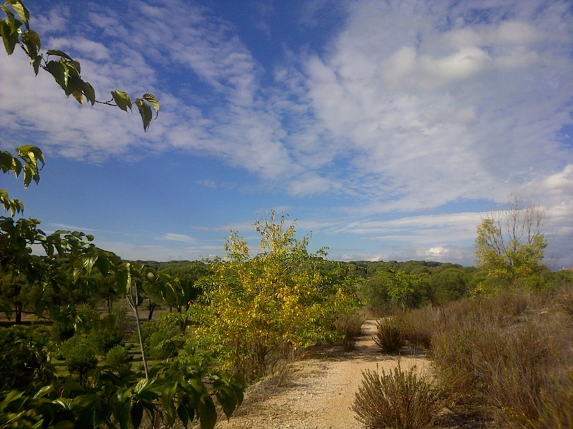 Pensamiento simiente 4 noviembre 2015: cada uno recoge, exactamente, lo que  sembró….