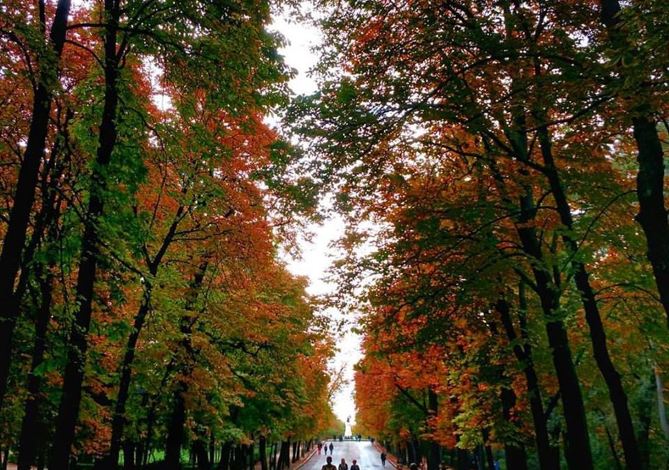 Pensamiento simiente 25 noviembre 2015: causas, efectos