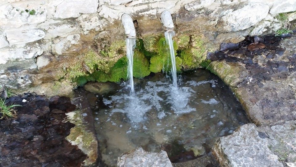 Pensamiento simiente 29 enero 2016: la renovación perpetua de la vida