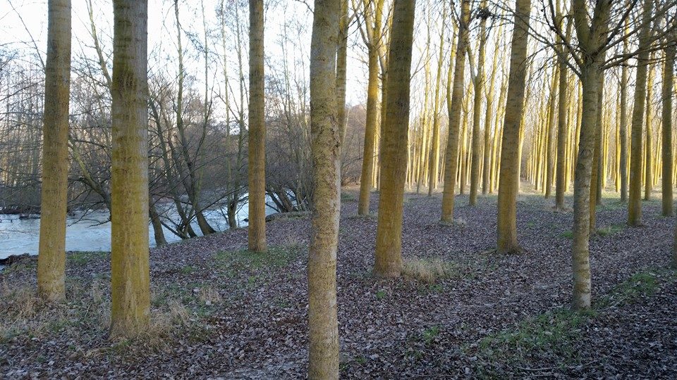 Pensamiento simiente 20 enero 2016: restablecer las comunicaciones