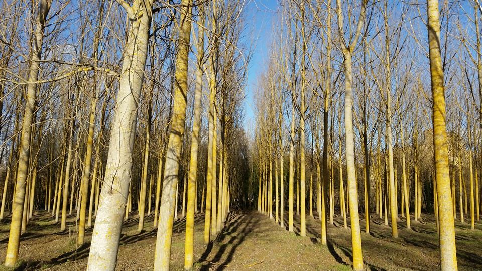 Pensamiento simiente 18 enero 2016: la mirada