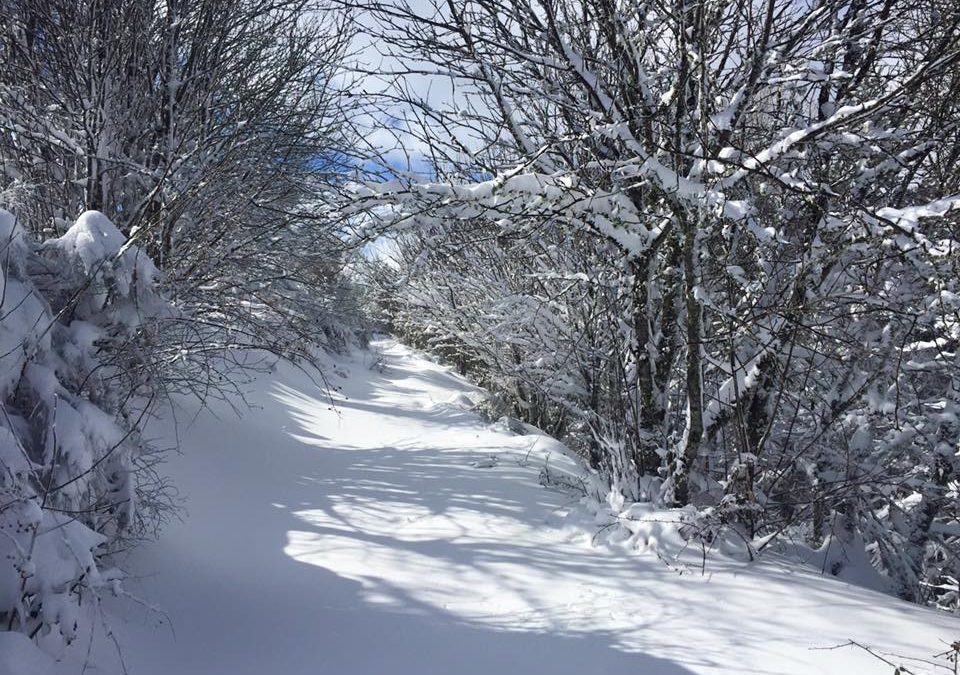 Pensamiento simiente 18 febrero 2016:  de nuevo enraizar y revivir…