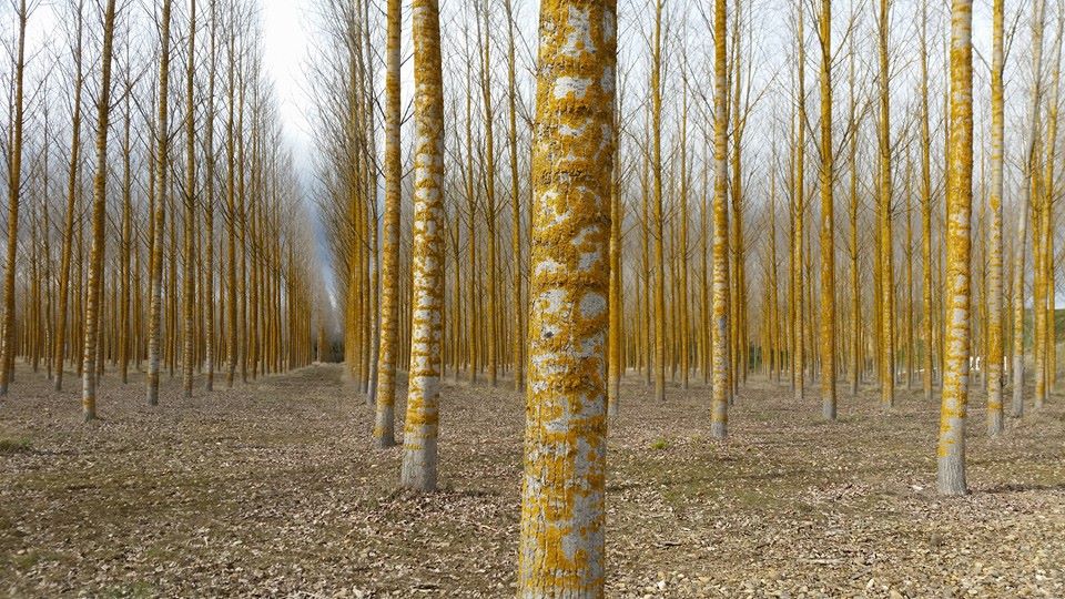 Pensamiento simiente 23 marzo 2016: Yo quiero ayudaros…