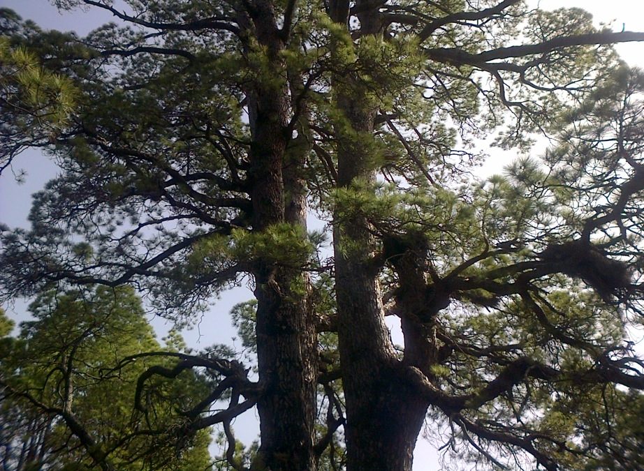 Pensamiento simiente 4 marzo 2016: desde la montaña