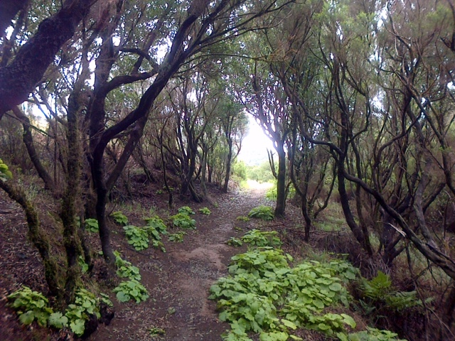 Pensamiento simiente 9 marzo 2016: como un agua que mana del Cielo y que os atraviesa…