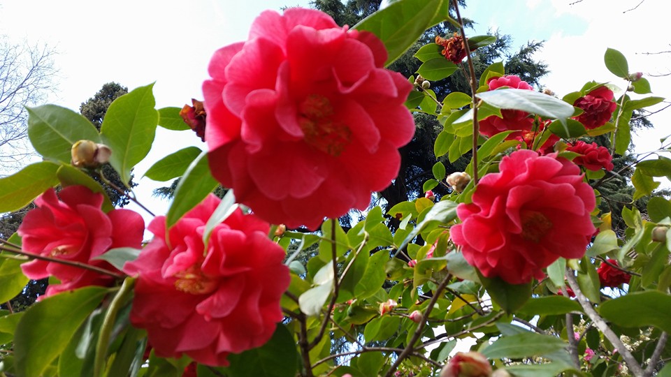 Pensamiento simiente 8 abril 2016:  la morada de entidades vivas