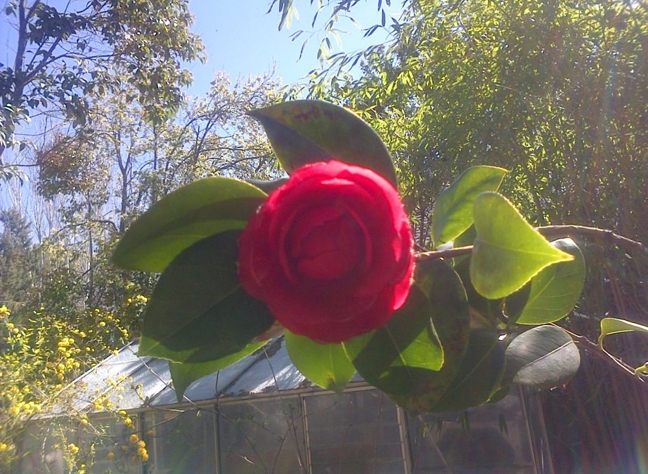 Pensamiento simiente 10 abril 2016:  os volveréis vosotros mismos más vivos…