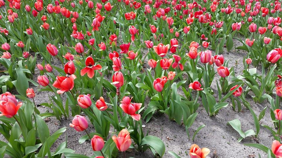 Pensamiento simiente 5 abril 2016: hacer fructificar los dones recibidos